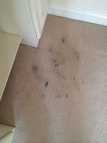 Torquay Carpet Cleaning