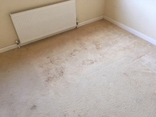 Newton Abbot Carpet Cleaning