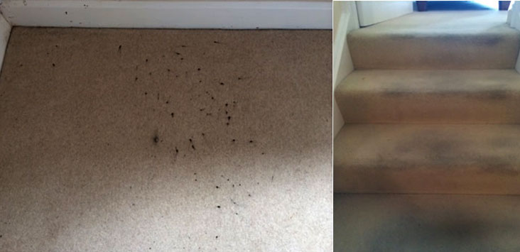 Exeter Carpets Cleaned Before